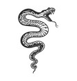 poisonous snake in engraving style design element vector image