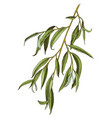 willow tree branch in hand drawn style vector image vector image