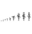 cycle of growth corn in form black vector image