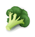 fresh green broccoli isolated on white vector image
