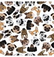 flat seamless pattern pedigree dogs vector image