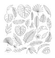 hand drawn tropical leaf vector image vector image