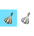 garlic in vintage style seasoning or condiment vector image vector image