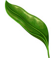 strelitzia reginae bird of paradise foliage vector image
