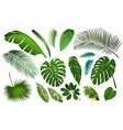 tropical banana leaf set realistic palm foliage vector image