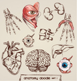 human anatomy vector image