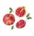 set of watercolor pomegranates a whole fruit vector image