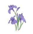 detailed drawing of spring iris flowers and buds vector image