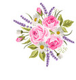 beautiful pink roses and lavender flowers on white vector image