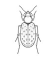 hand drawn bug in vintage style beetles vector image