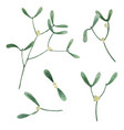 mistletoe elements watercolor collection vector image vector image