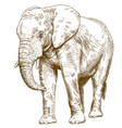 engraving drawing of big elephant vector image vector image