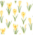 yellow crocuses flowers seamless pattern vector image vector image