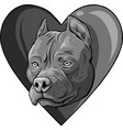 design pitbull head dog in heart vector image