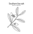 southern live oak quercus virginiana state tree vector image vector image