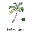 coconut palm tree vector image