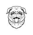 cute pug dog sticking tongue outline silhouette vector image vector image