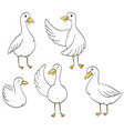 funny ducks hand drawn vector image vector image
