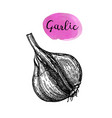 ink sketch of garlic vector image