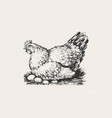 chicken in the nest organic fresh farm eggs vector image