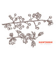 hand drawn branches hawthorn vector image vector image