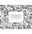 hand drawn perfumery and cosmetics ingredients vector image vector image