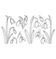 snowdrop flowers set black and white spring vector image