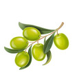 realistic green olives branch vector image