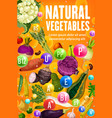 vitamins in tomato bean carrot corn vegetables vector image