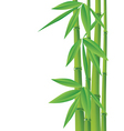 bamboo vector image