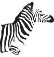 zebra vector image