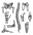 bone and joint sketches set for medicine design vector image