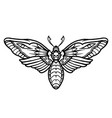 deaths head hawk moth tattoo concept vector image vector image