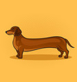 very long dachshund dog pop art vector image