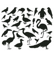cartoon birds silhouettes black pigeon toucan vector image vector image