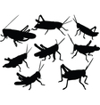 grasshoppers vector image vector image