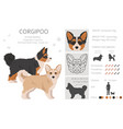 corgipoo clipart welsh corgi poodle mix different vector image vector image
