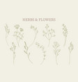 herbs and flowers set botanical sketch isolated vector image vector image
