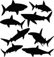 sharks vector image vector image