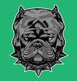 dog bully exotic gray collar bulldog vector image