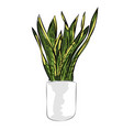 sanseviera or senseviera snake plants lidah mertua vector image