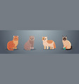 cute cats fluffy adorable cartoon animals domestic vector image