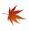 maple autumn leaf vector image vector image