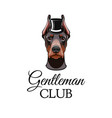 doberman pinscher dog with top hat vector image