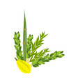 jewish festival of sukkot traditional symbols vector image