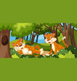 leopard in the forest vector image