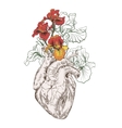 drawing human heart with flowers vector image