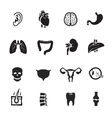 human organs icons set on white background vector image