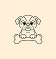 cartoon pug pug-dog with a bone bulldog vector image vector image