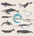 various whales set vector image